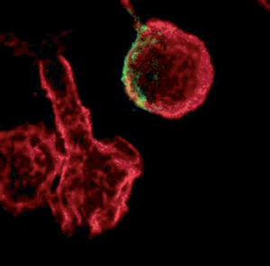 Das Aktin Zytoskelett humaner T- Lymphozyten (rot) in der Gegenwart des Stimulus CCL-19. 