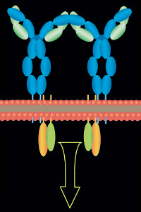 Transmembran-Rezeptorkomplex der B-Lymphozyten, der mit verantwortlich fr die Umwandlung zur Krebszelle ist.